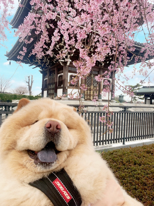 お花見、たのしかった！