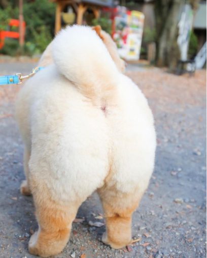 飼い主さんお気に入りの写真は「おしり」