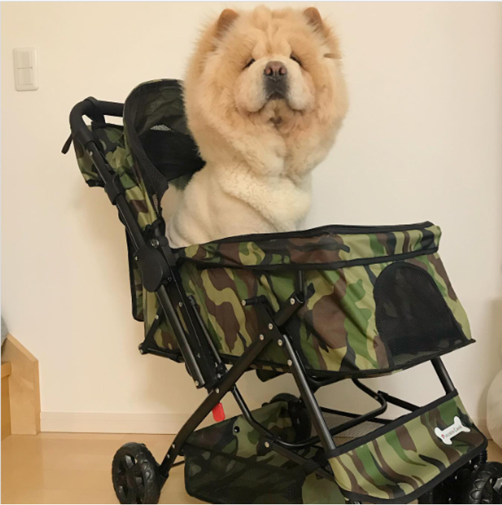 サマーカット後の姿