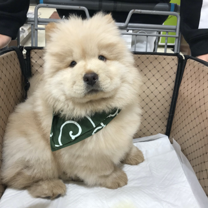 子犬時代は鼻の色が黒かった