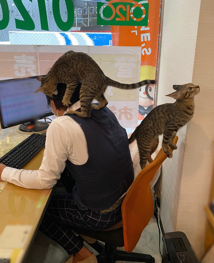 飼い猫と共に出勤