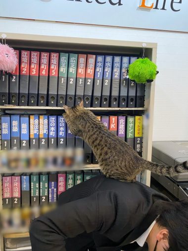 必要な資料を探してあげるニャ！