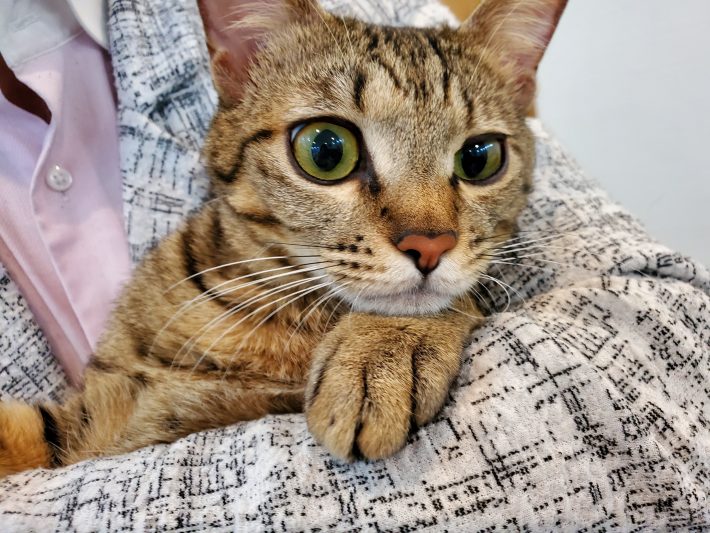 飼い猫を想うスタッフの一言から「猫同伴出勤」が可能に