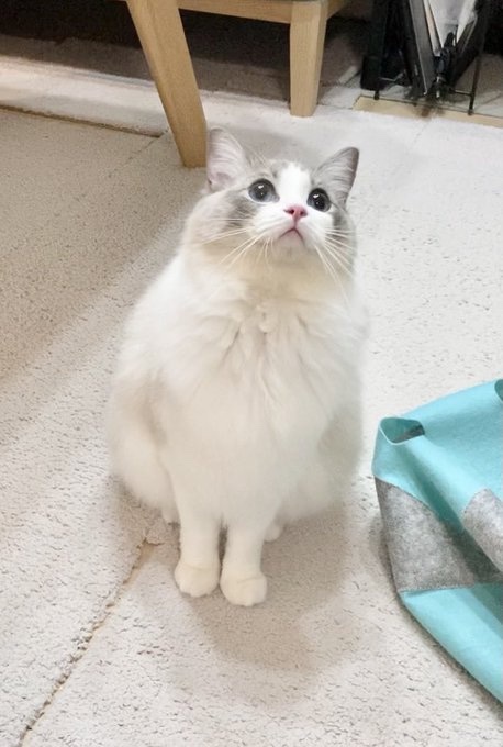 おもちゃに向けられる熱い視線