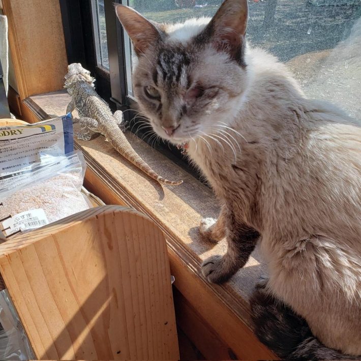 先代猫すももちゃんとのツーショット