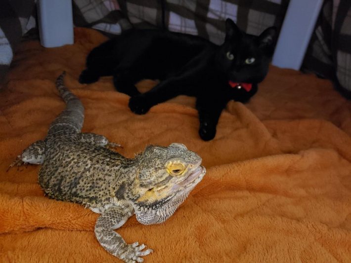 くつろぐレグくんとすずちゃん