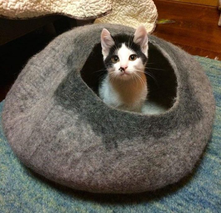 当時はまだ子猫だった桃次郎くん