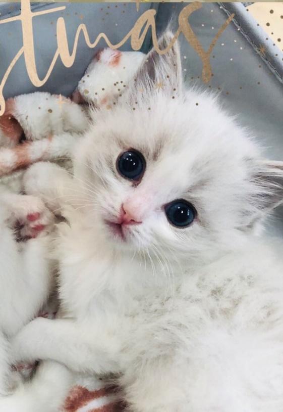 美少女なのは子猫時代から