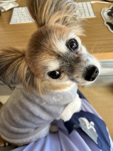 おしゃれ女子のハッピーちゃん