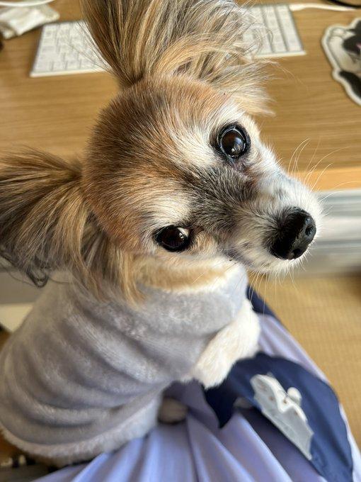 おしゃれ女子のハッピーちゃん