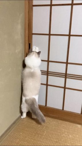 障子にジャンプ