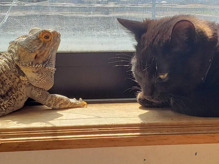 レグくんとすずちゃん