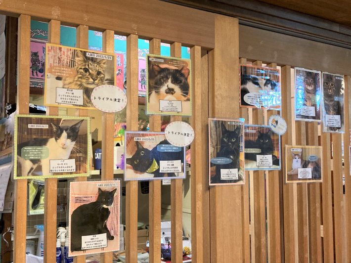 ネコリパブリック