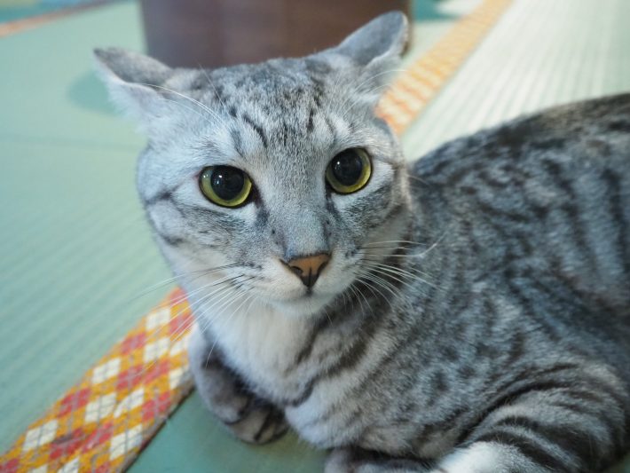 ネコリパブリック