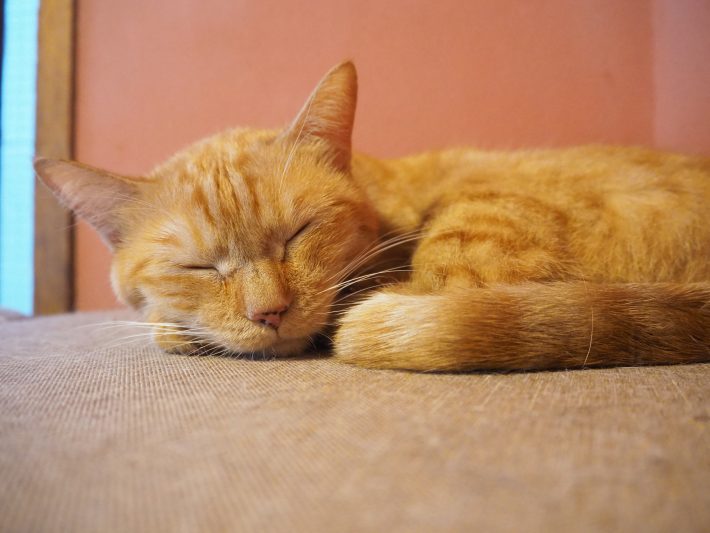 ネコリパブリック