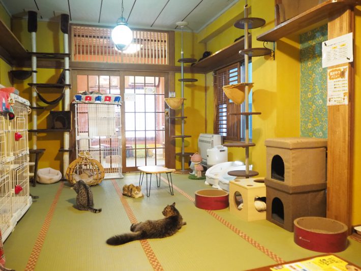 ネコリパブリック