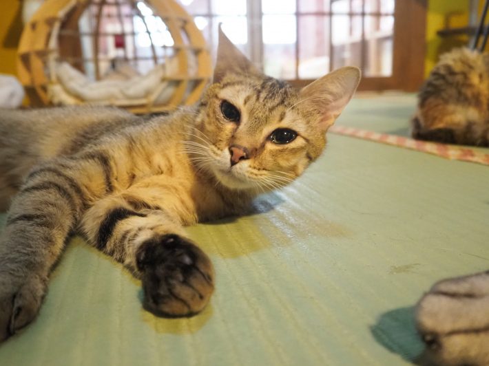 ネコリパブリック