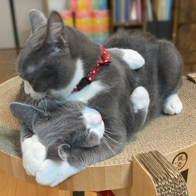 ぎゅっと抱き合う2匹