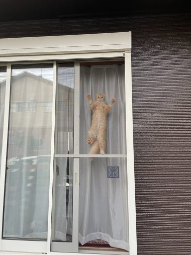 ネコランドさんを監視