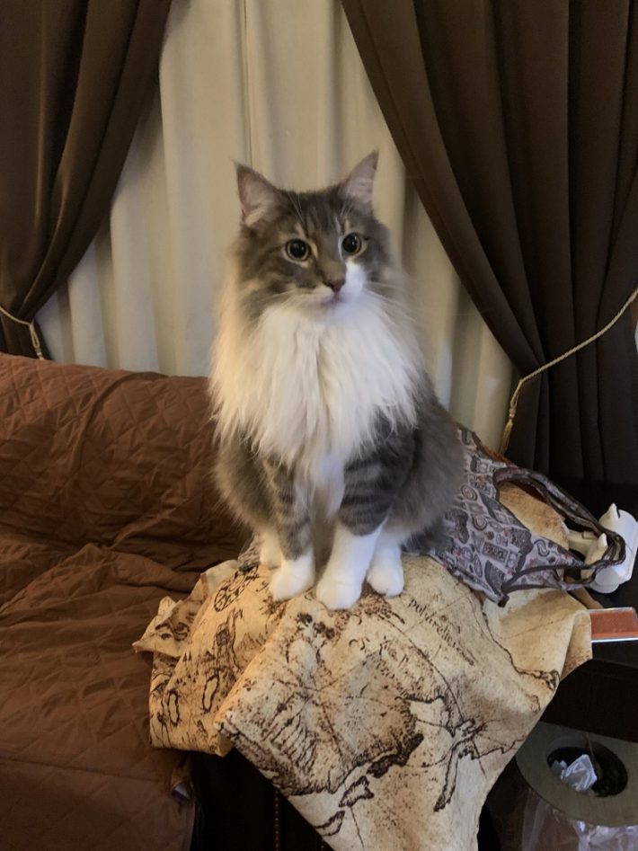 売れ残り寂しそうな姿に心打たれて迎えた