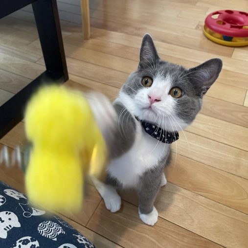 好奇心旺盛なしらたまくん