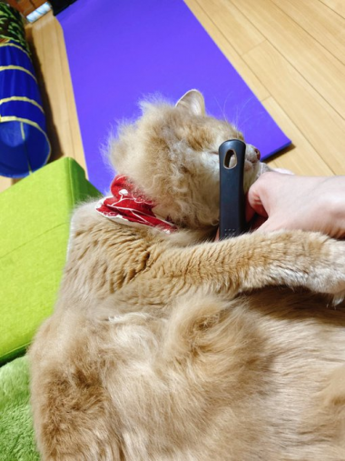 ブラシを持つと膝の上でヘソ天