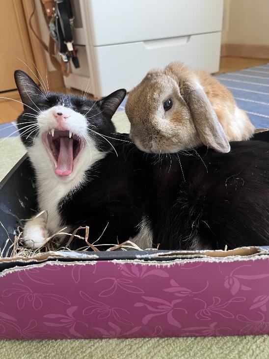 あくびをするビビくんに寄り添うキナオくん