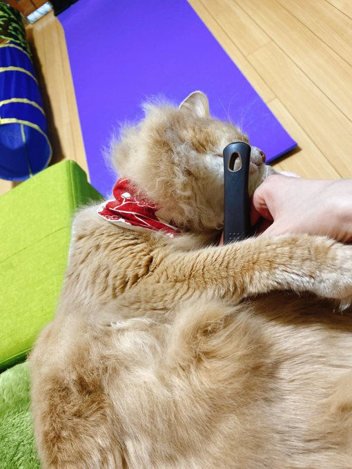 ブラシを持つと膝の上でヘソ天