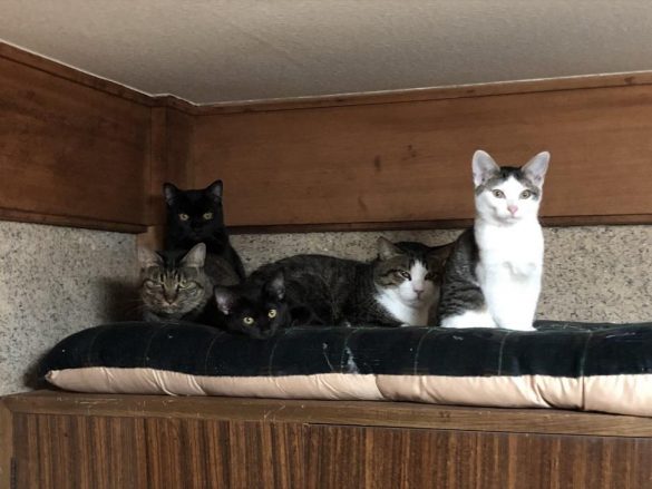 こちらを見るタヌ一家