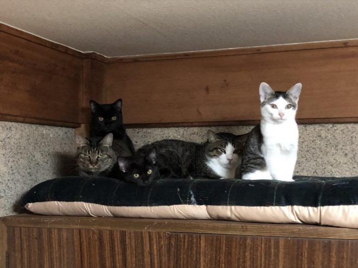 こちらを見るタヌ一家