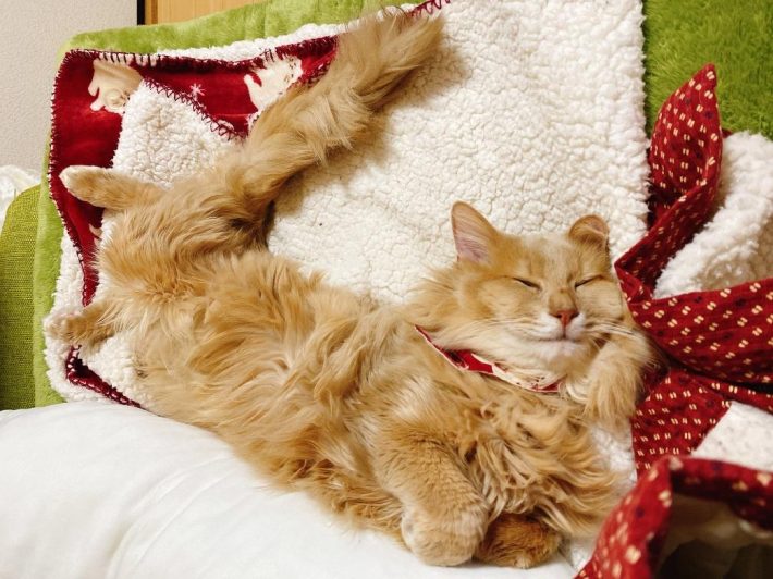 リラックスするふぁん太