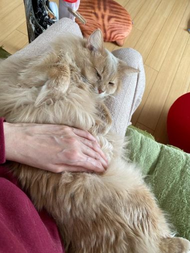 お腹をなでなでされるふぁん太くん