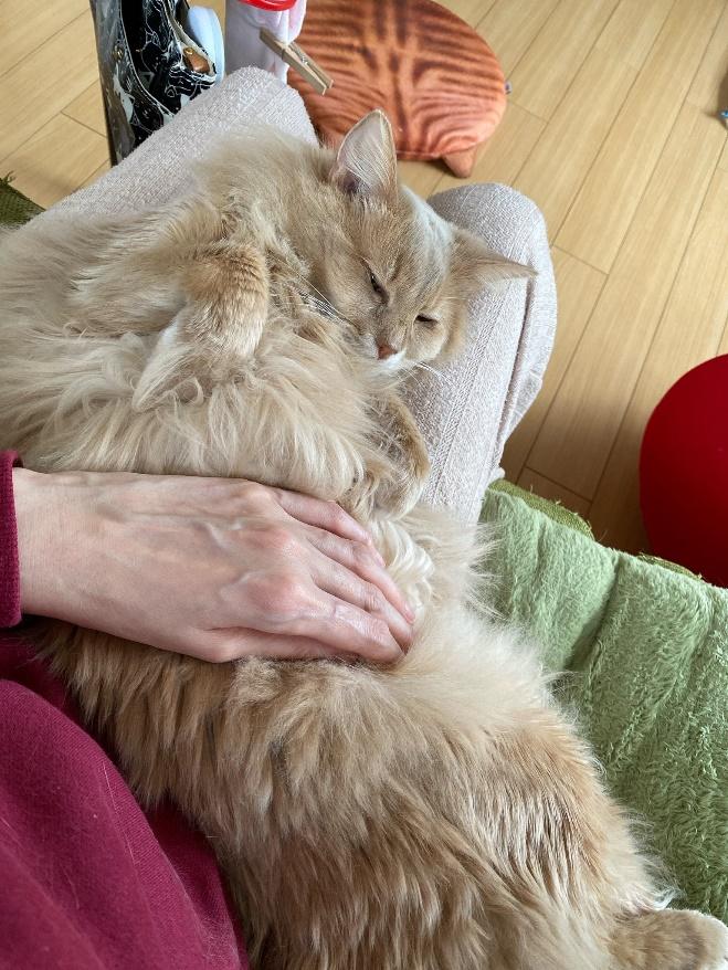 お腹をなでなでされるふぁん太くん