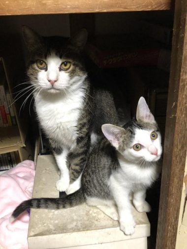 保護されたタヌくんと子猫