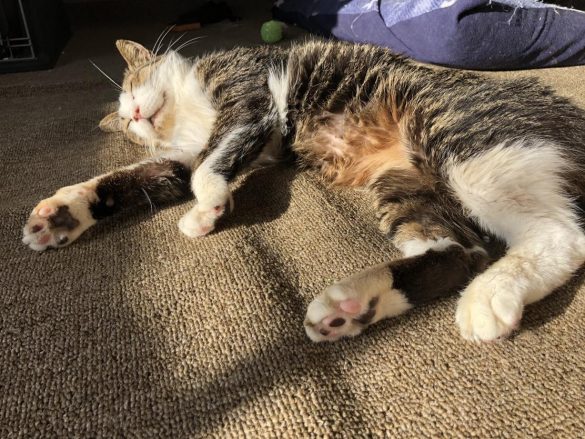 リラックスするタヌくん