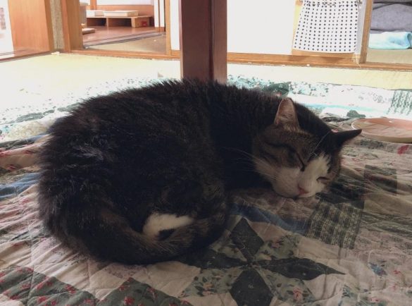 こたつでくつろぐタヌくん