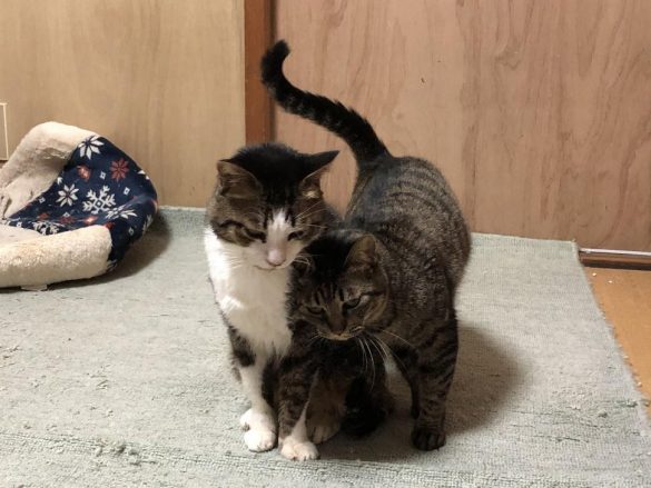 おうちでよく見せてくれていたラブシーン