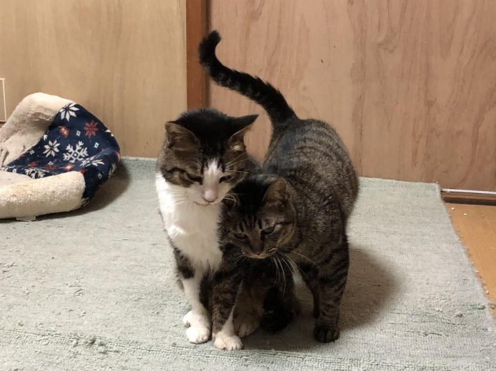 おうちでよく見せてくれていたラブシーン