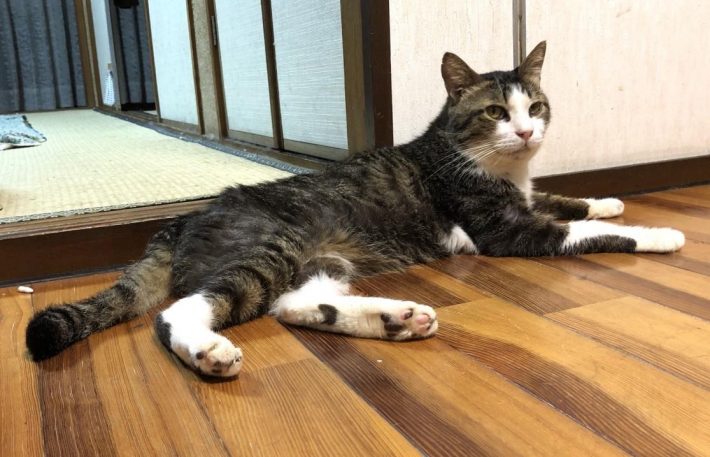 男気のあるタヌくん