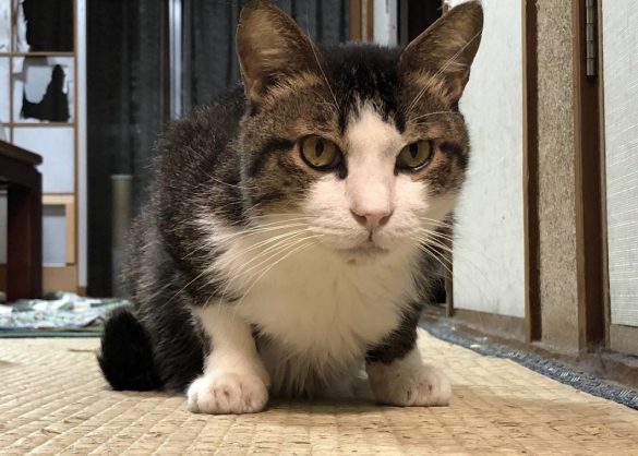 漢気あるタヌくん