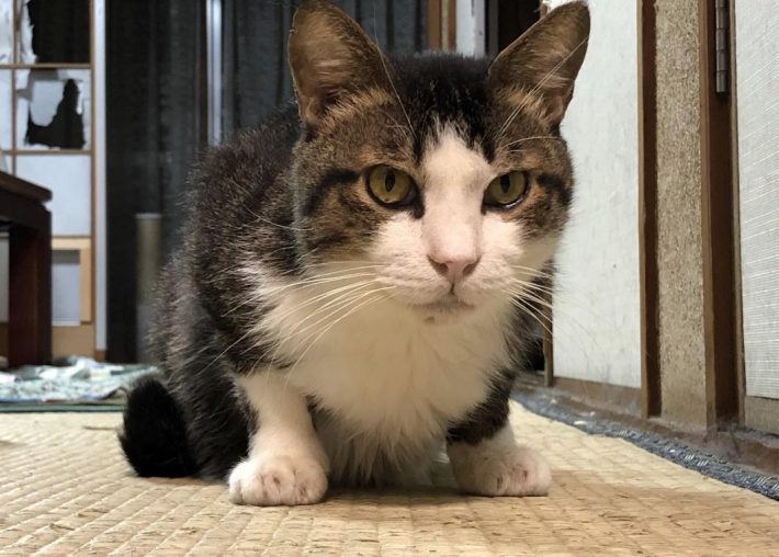 漢気あるタヌくん