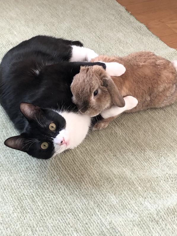 キナオくんをぎゅっとするビビくん