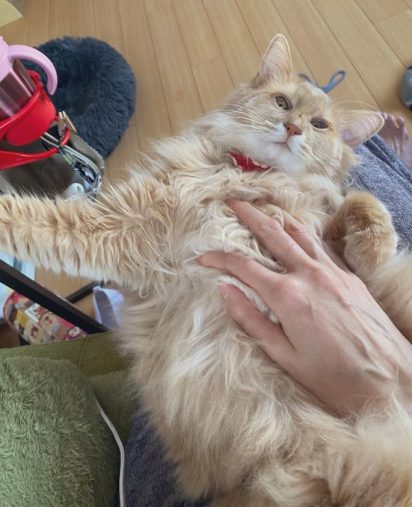 膝の上でリラックス