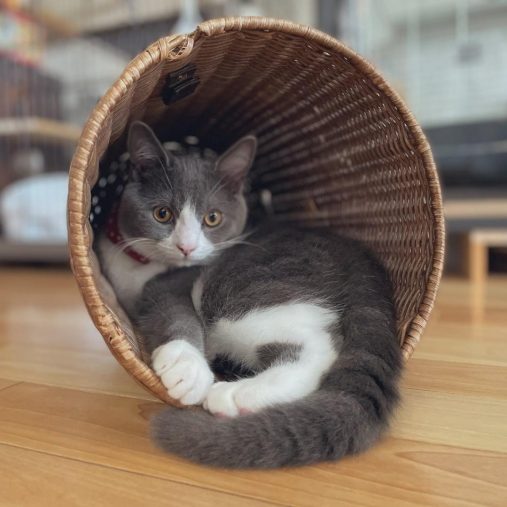 ゴミ箱の中が大好きな