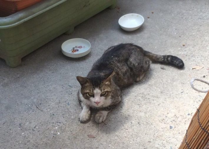 ご飯を食べにきたタヌくん