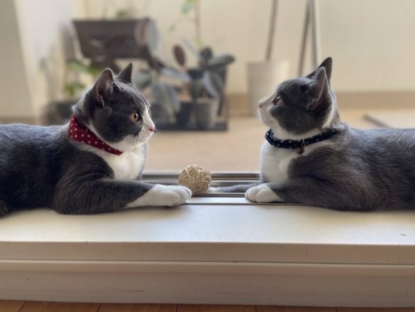 向かい合う仲良しさん