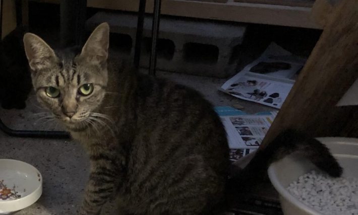 タヌくんの奥さん、トトちゃん