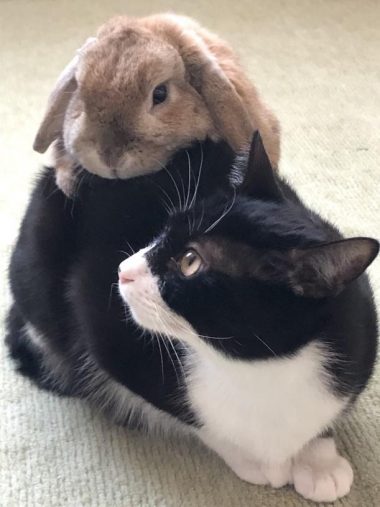 ビビくんの背中に乗るキナオくん