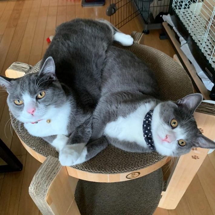 ごましおくんとしらたまくん