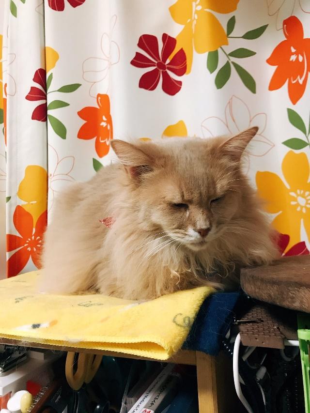 うとうとするふぁん太くん